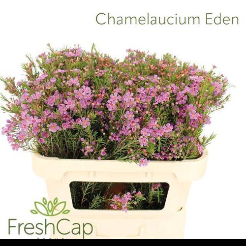 Chamelaucium 'Eden'