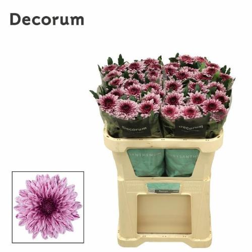 Chrysanthemum Indicum Grp geplozen kas Pip