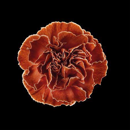 Dianthus standaard kleurbehandeld H%