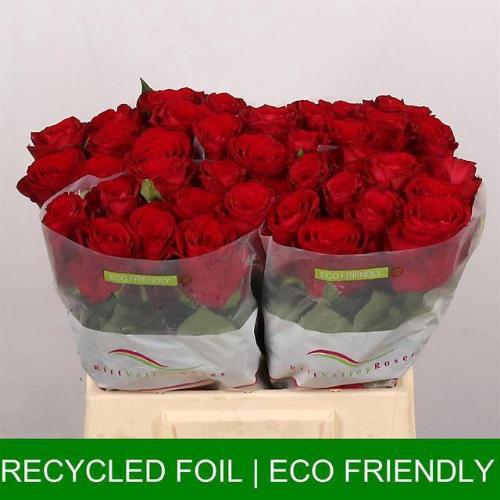 Rosa grootbloemig Madam Red