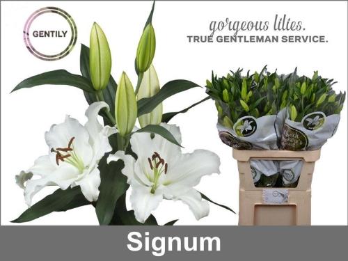 Lilium Oriental Grp Signum