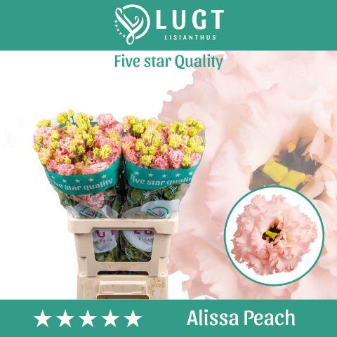 Eustoma russellianum gevuldbloemig 'Alissa Peach'