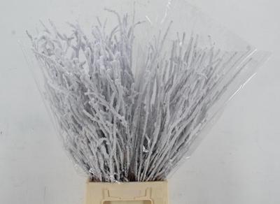 Betula per bos kleurbehandeld