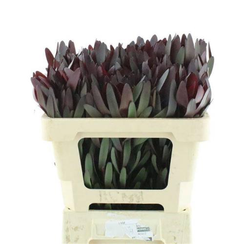 Leucadendron 'Safari Sunset'