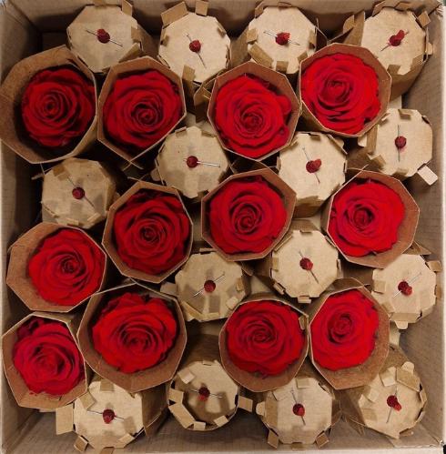 Rosa grootbloemig kleurbehandeld H%