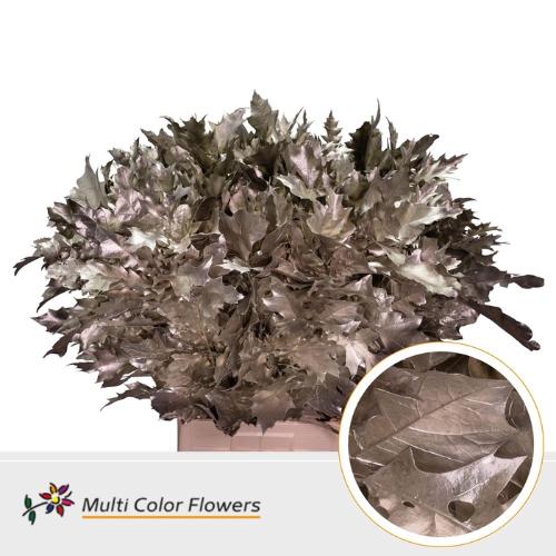 Quercus rubra kleurbehandeld H%