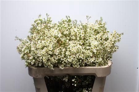 Chamelaucium 'Ivory Pearl'