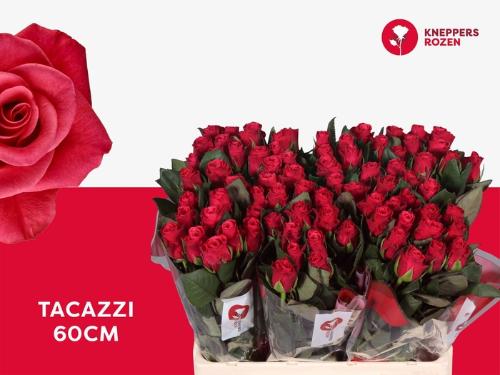 Rosa grootbloemig Tacazzi+