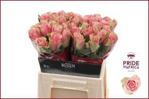 Rosa grootbloemig Belle Rose