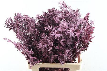 Ruscus kleurbehandeld H%