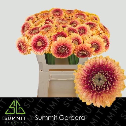 Gerbera mini bolvormig Pomponi Beaker