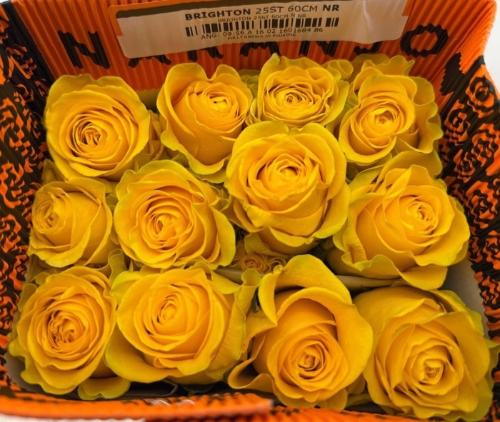 Rosa grootbloemig Brighton