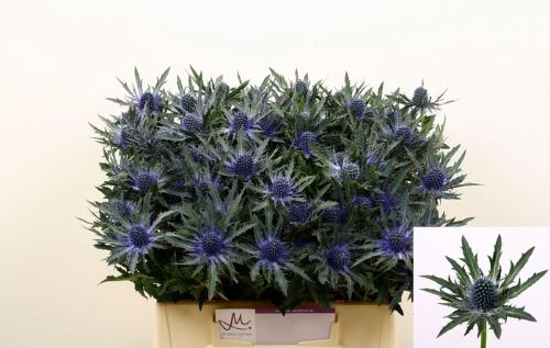 Eryngium Orion Questar