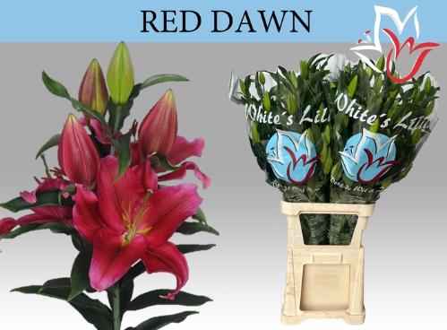 Lilium (Oriental Grp) 'Red Dawn'