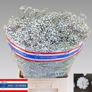 Gypsophila paniculata White Victoria
