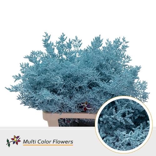 Limonium overig kleurbehandeld H%