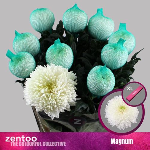 Chrysanthemum Indicum Grp geplozen Magnum