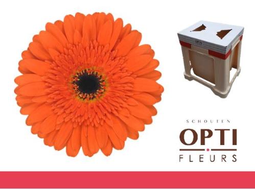 Gerbera grootbloemig 'Candela'