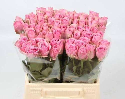 Rosa grootbloemig Wham