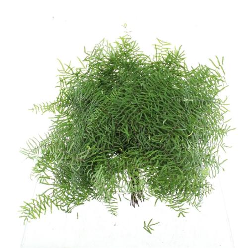 Gleichenia