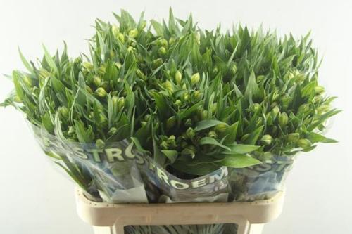 Alstroemeria White Swan