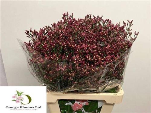 Limonium sinensis Scarlet Diamond