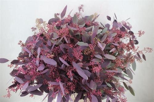 Eucalyptus kleurbehandeld per bos H%