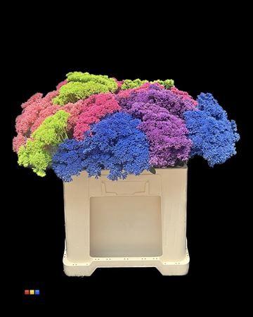 Sedum spectabile kleurbehandeld H%