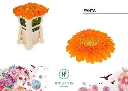 Gerbera Pomponi Fanta