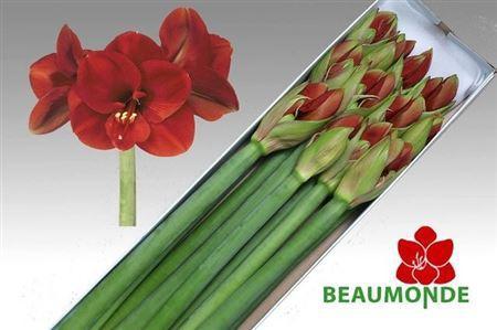 Hippeastrum Galaxy Grp 'Ferrari'