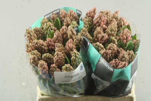 Hyacinthus orientalis 'Johanna'