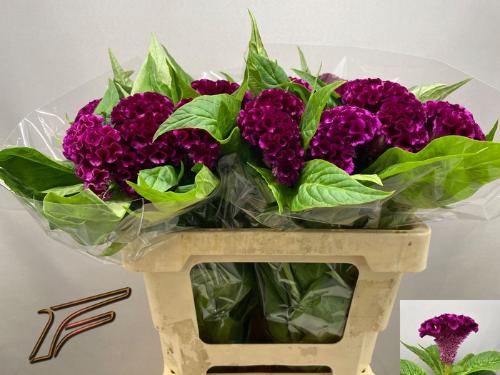 Celosia argentea (Cristata Grp) 'Mystic'