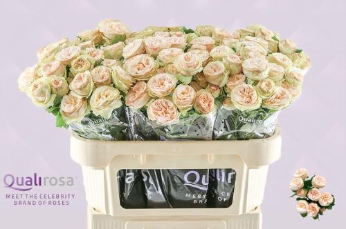 Rosa tros Gentle Trendsetter