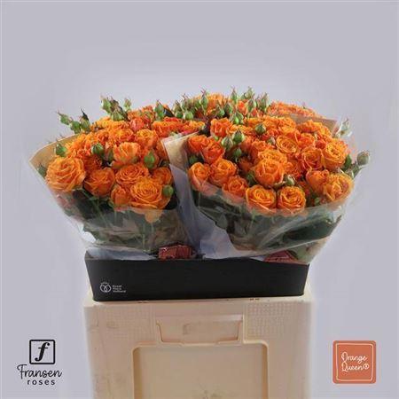 Rosa tros Orange Queen