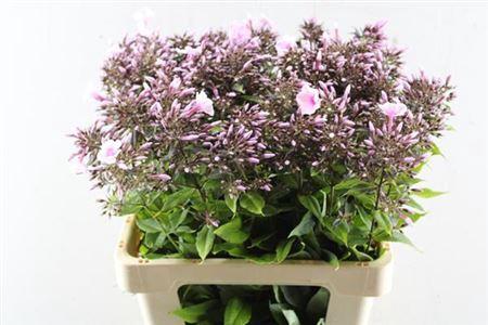 Phlox Paniculata Grp 'Bright Eyes'