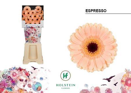 Gerbera mini Espresso