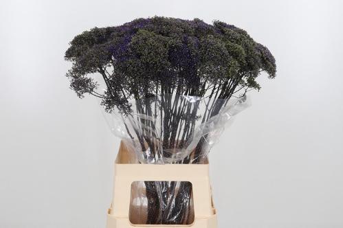 Trachelium caeruleum 'Lake Superior'