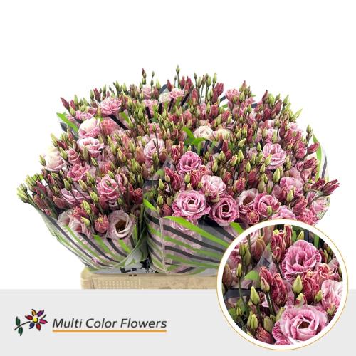 Eustoma russellianum enkel kleurbehandeld H%