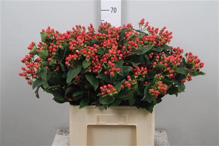 Hypericum Coco Rio