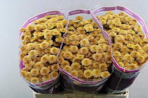 Chrysanthemum (Indicum Grp) tros santini Miller Smokey