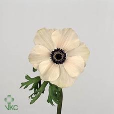 Anemone coronaria 'Marianne Panda'