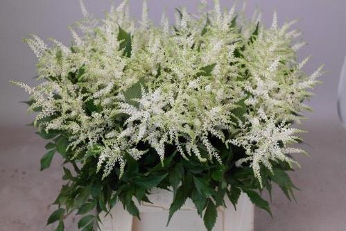 Astilbe Japonica Grp 'Whasingthon'