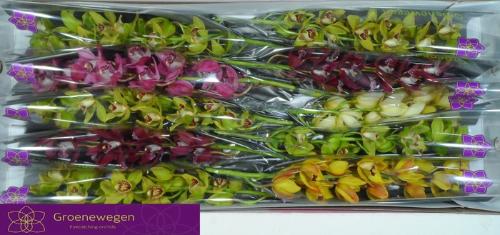 Cymbidium mini per tak gemengd