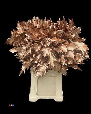 quercus overig kleurbehandeld H%