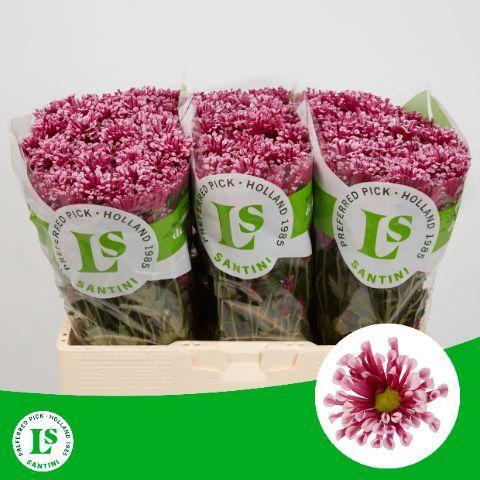 Chrysanthemum (Indicum Grp) tros santini Miri
