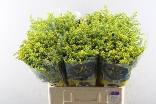 Solidago Carzan Glory