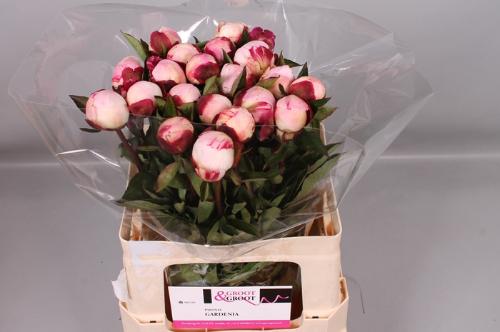Paeonia Lactiflora Grp 'Gardenia'