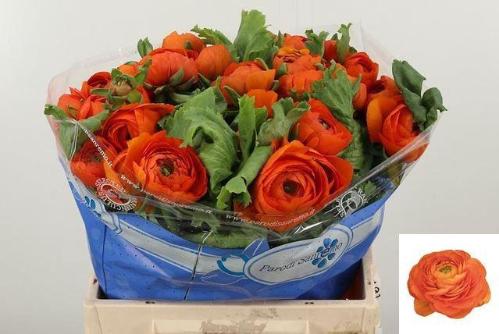 Ranunculus asiaticus Success Lambada