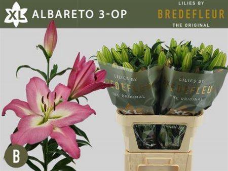Lilium (OT-hybrids Grp) 'Albareto'