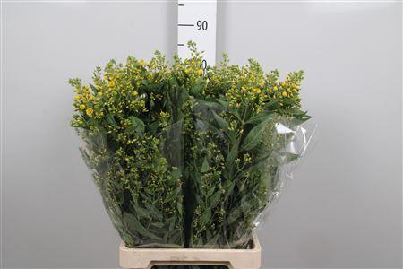 Lysimachia vulgaris
